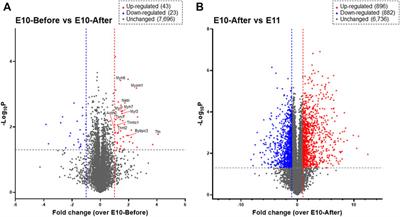 Ultrastructural Assessment and Proteomic Analysis in Myofibrillogenesis in the Heart Primordium After Heartbeat Initiation in Rats